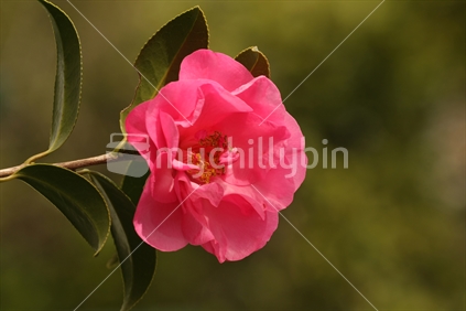 Pink camellia
