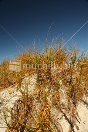 Tussock grass at Omaha beach, Rodney District 