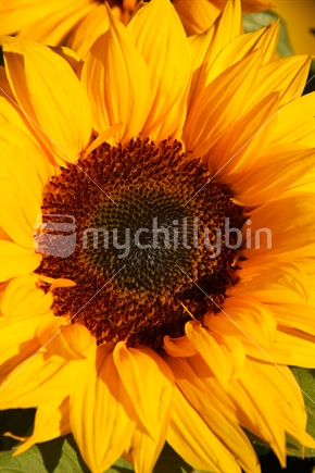 Sunflower closeup
