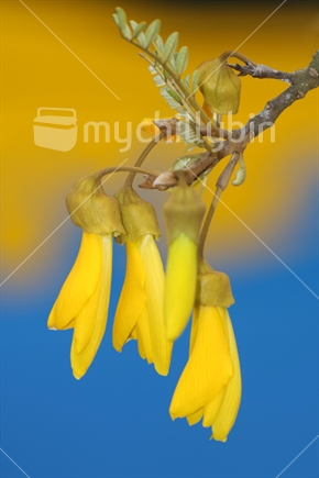 Kowhai branch and flower.