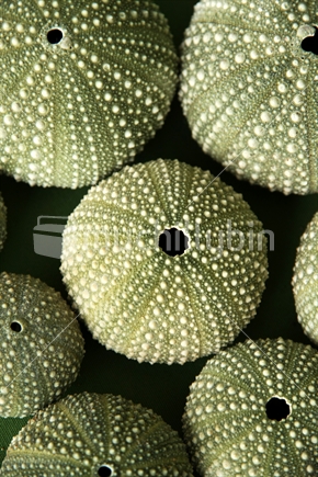 Kina (or sea urchin shell)
