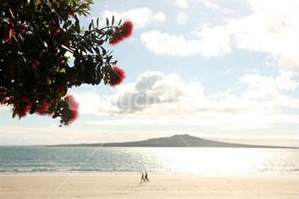 Pohutukawa tree at Milford beach with Rangitoto Island; Auckland, New Zealand.
