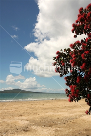Takapuna beach with native Pohutukawa tree in the foreground; Auckland, New Zealand.
