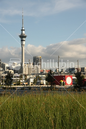 Grass, Wynyard Quarter with Skytower, Auckland, New Zealand.
