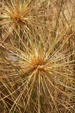 Closeup of Marram grass
