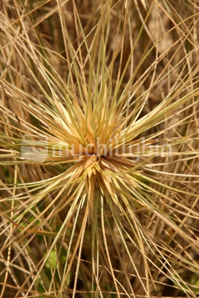 Closeup of Marram grass