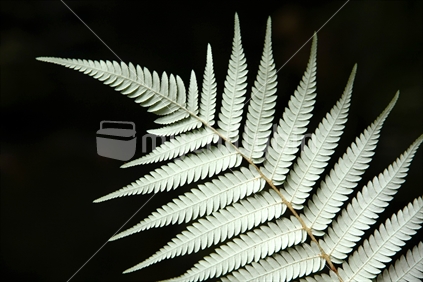 Closeup of reverse-side of the Native New Zealand silver fern frond, showing the silver surface.