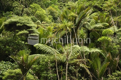 Rainforest at Karekare,  Waitakeres, West Coast