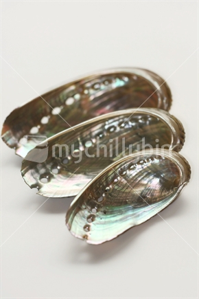 New Zealand Paua shells
