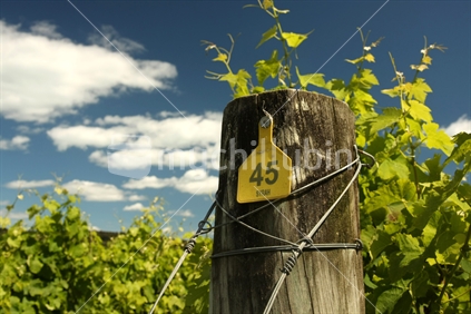 Growing Syrah at a vineyard near Auckland, North Island, New Zealand