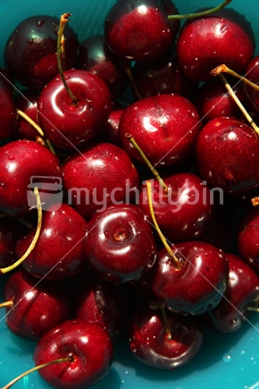 Dark red New Zealand cherries
