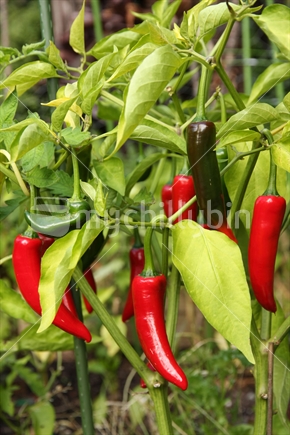 chilli plants growing in domestic garden
Chillies growing. 