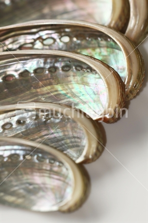 Paua shells
