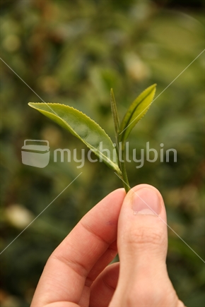 oolong tea leaf (Camellia Sinensis)


