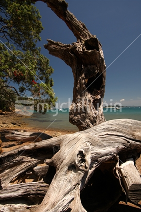 Pohutukawa tree lying on the beach, Miners Bay, Kawau Island
