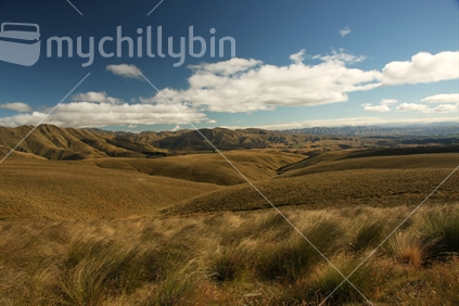 High country with tussock grass, Canterbury