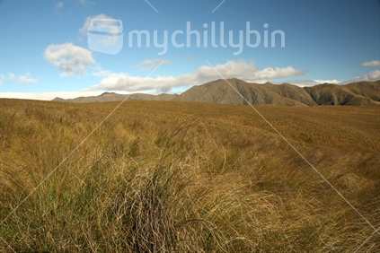 High country with tussock grass, Canterbury