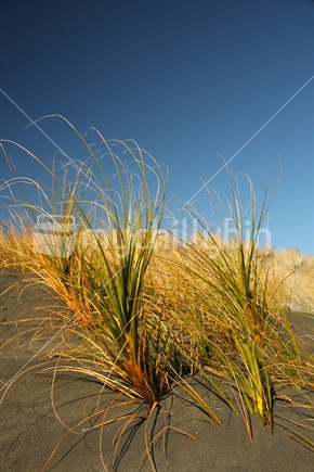 Marram Grass, closeup, sand dunes, Bethells Beach - Waitakeres