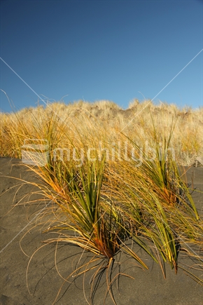 Marram grass, closeup, Sand dunes, Bethells Beach - Waitakeres