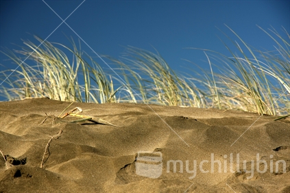 Sand dunes at Bethells Beach with grass in the background (focus on sand)