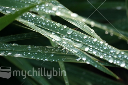 Raindrops on leaves; too wet to mow.