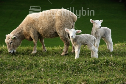 Sheep family; Ewe and lambs.
