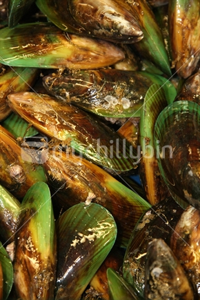 Fresh green lipped mussels