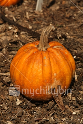Organic pumpkin