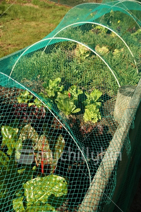 Protective mesh covering a backyard vege garden.