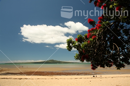 Pohutukawa tree with Rangitoto Island in the background seen from Cheltenham Beach, Devonport, North Shore, Auckland