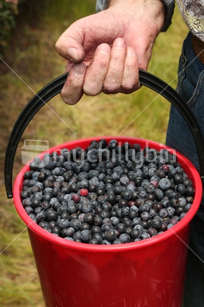bucket full of freshly picked blueberries