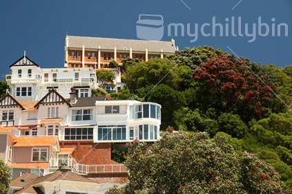 Pohutukawa trees in bloom alongside houses; Oriental Bay, Wellington