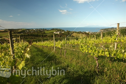 View from a vineyard on Waiheke Island, Auckland