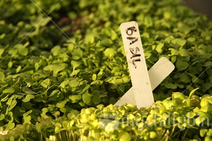 Basil micro seedlings