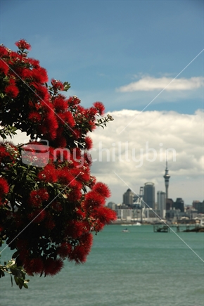 Pohutukawa tree with Auckland in the background