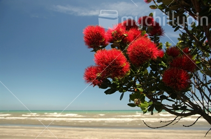 Pohutukawa tree on the beach