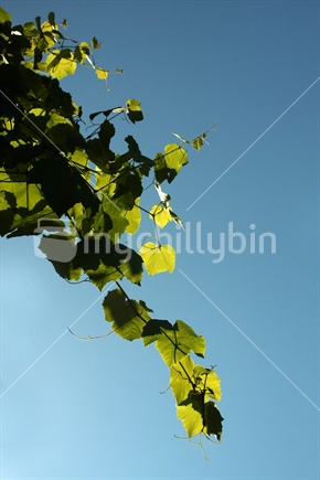grapevine against the sun