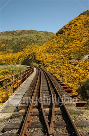 Railway lines at Taieri Gorge with flowering broom, Otago, South Island