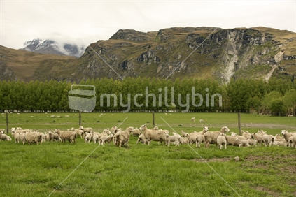 Sheep and lamb flock, Wanaka, South Island