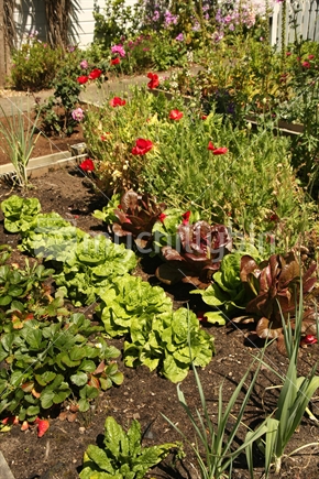 Organic veggie garden