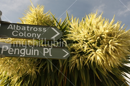 Weathered road sign to two tourist attractions with cabbage trees in the background, Otago Pensinsula, South Island