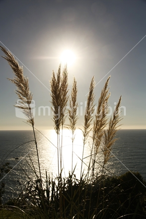 Toetoe grass at sunset, West Coast