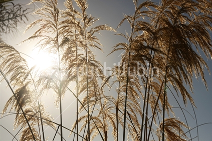 Silhouette of toetoe grass