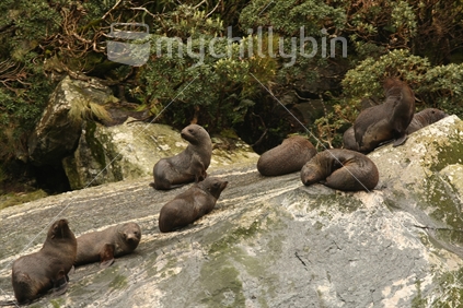 Seal pups, Milford Sound, Fiordland NP, South Island