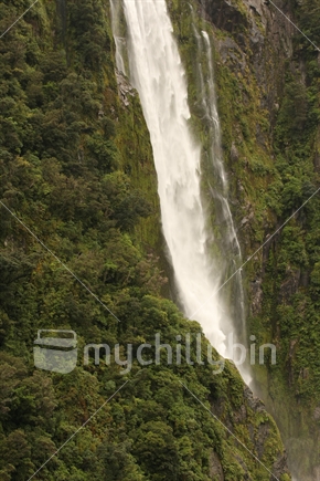 Beech forest and waterfall at Milford Sound, Fiordland NP, South Island