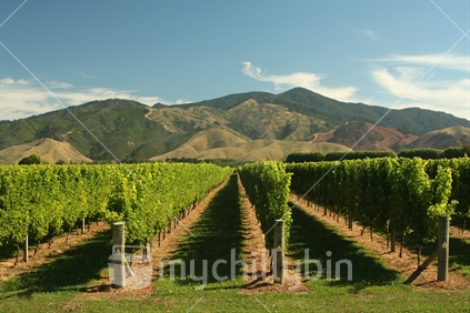 Vineyard near Blenheim, Marlborough, South Island