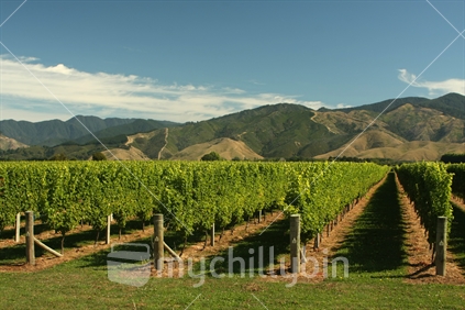 Vineyard near Blenheim, Marlborough, South Island, New Zealand