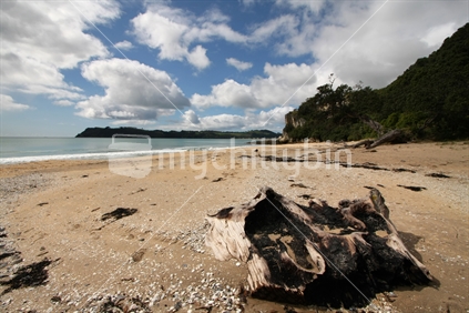 driftwood on the beach, Cathedral Cove, Coromandel, North Island