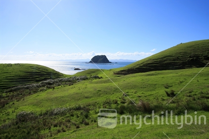 green hills along the Coromandel Coastal Walkway, Waikato, North Island