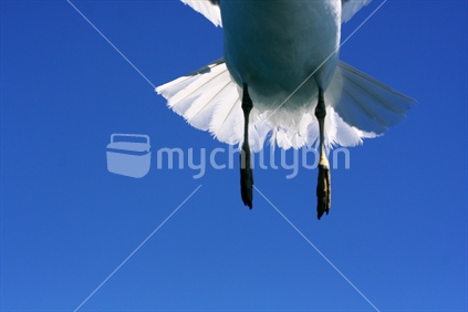 Seagull flying out of the picture